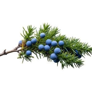 Kökény pálinka címke